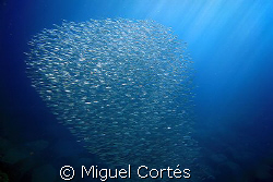 School of small fishes. by Miguel Cortés 